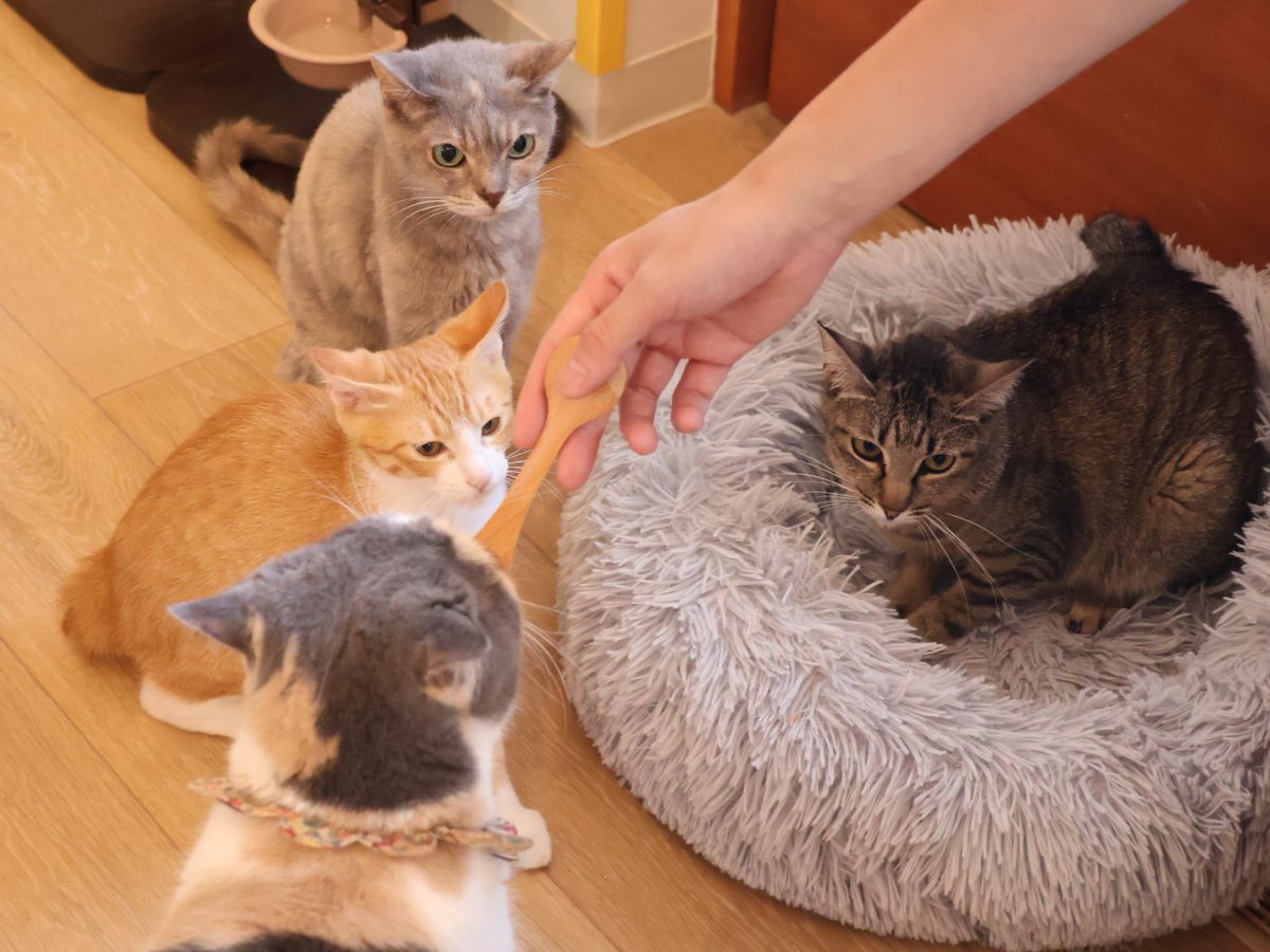 猫カフェの店内で猫と触れ合うお客様